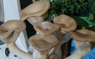 La bellezza dei nostri funghi