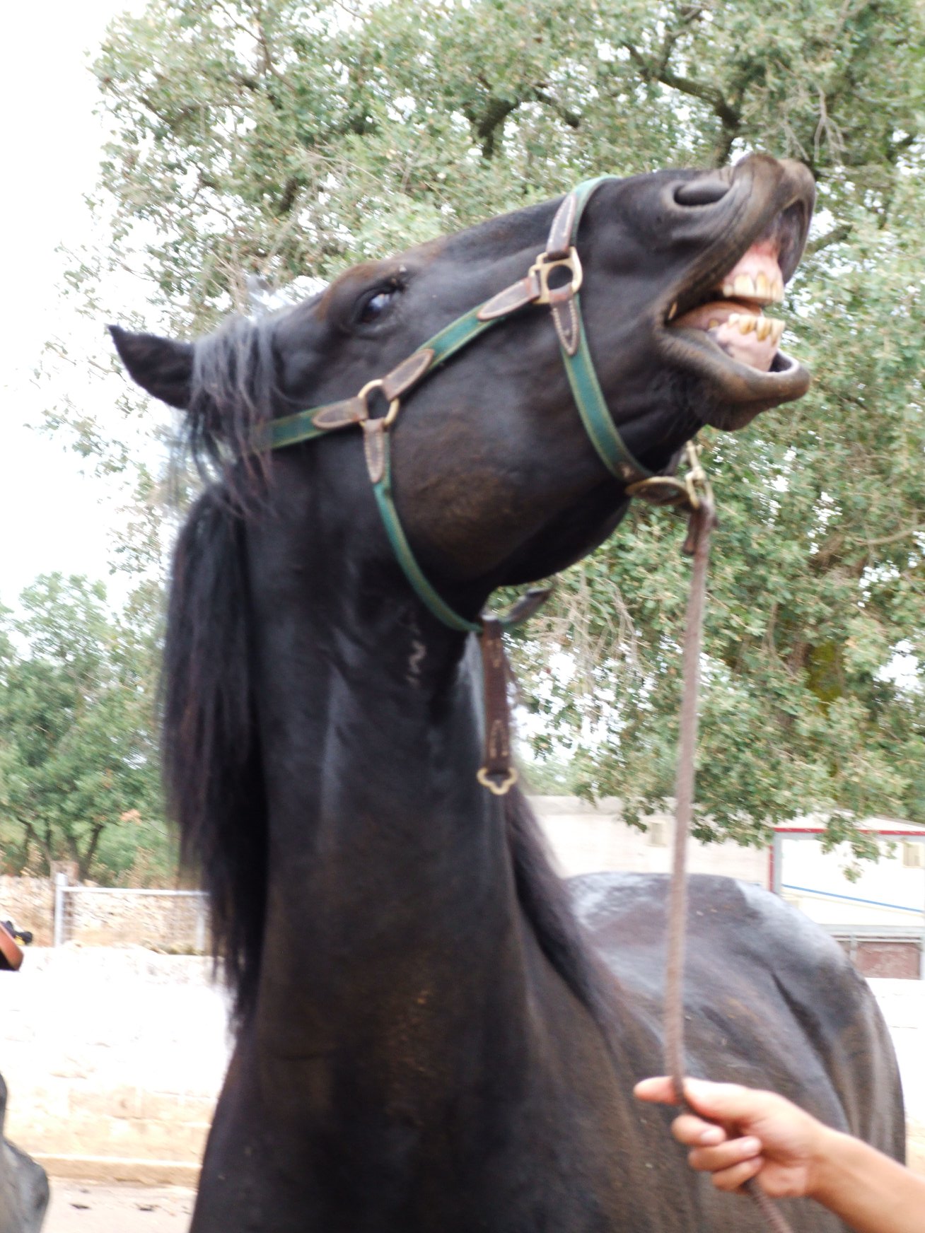 Nitrito di Cavallo del Corsiero Europeo