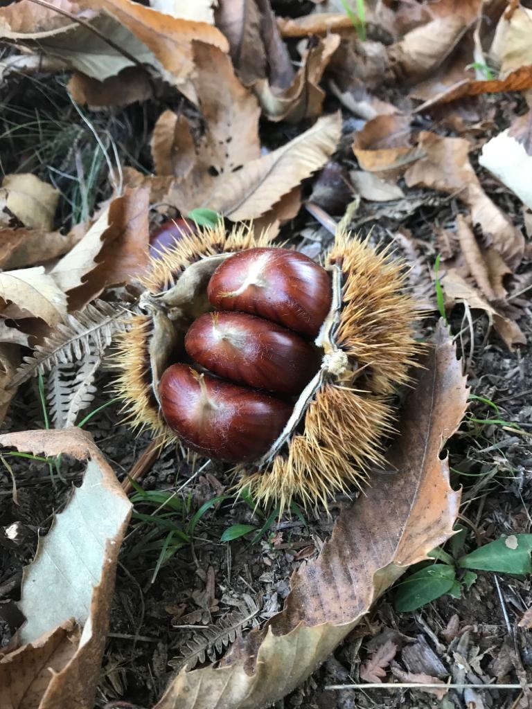 Riccio di Castagne - Marroni