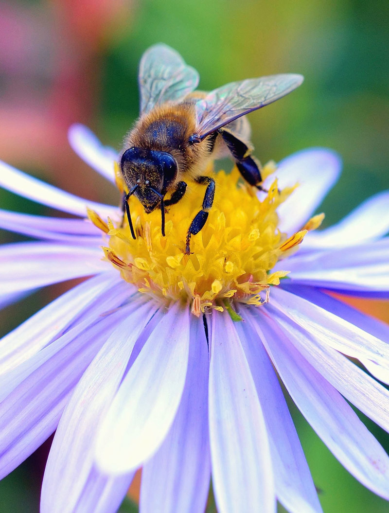 Ape sul fiore