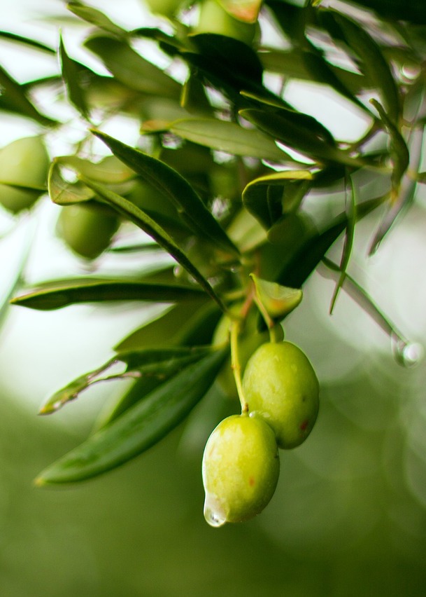 Olive che pendono con goccia di rugiada